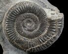 Dactylioceras Ammonite Stand Up - England #68141-1